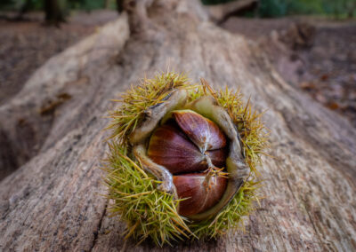 Hatching chesnuts