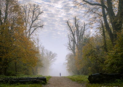 Lone jogger