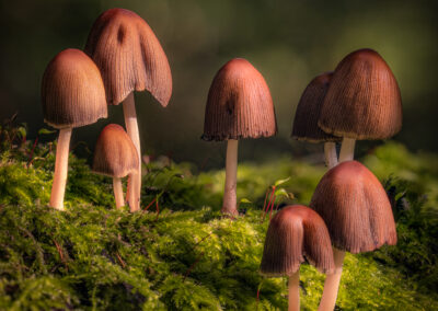 Shroom Scape