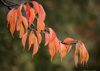 Signs of autumn